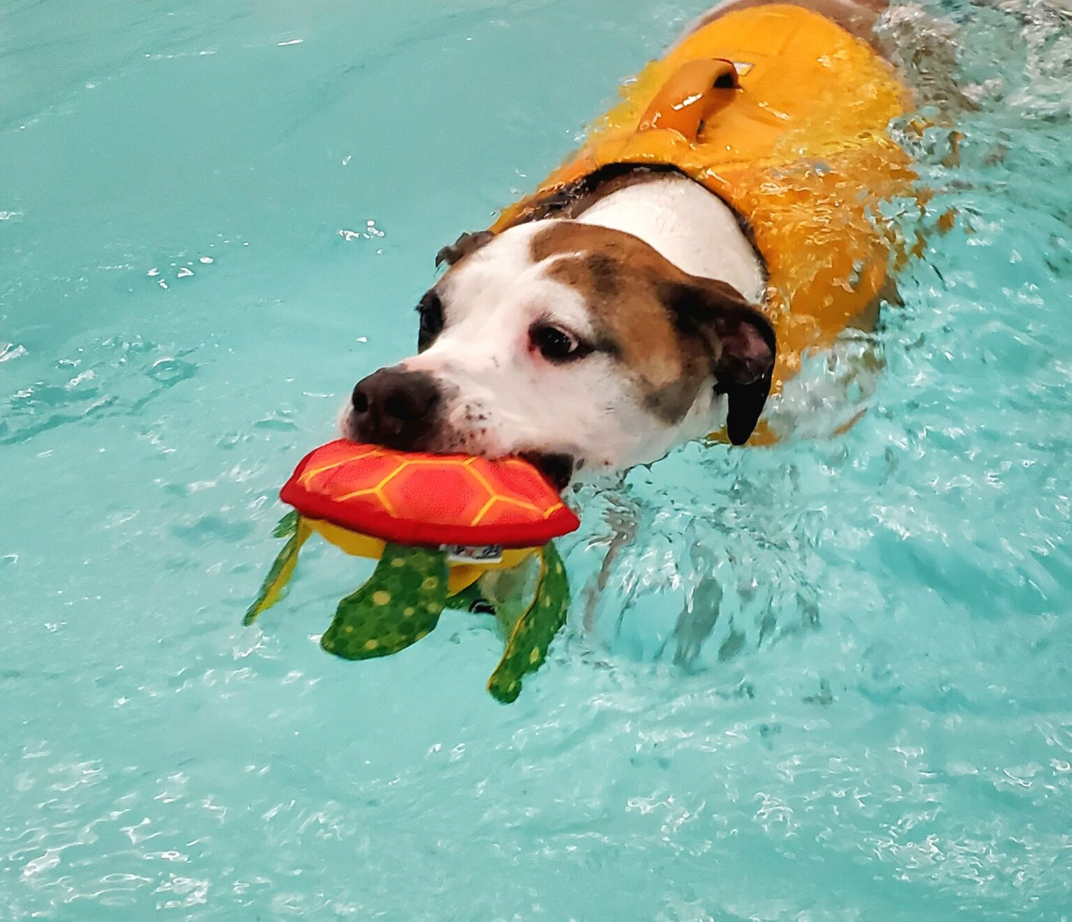 Good Dog Aquatic Fitness 